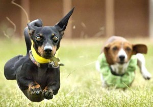 snabb hund